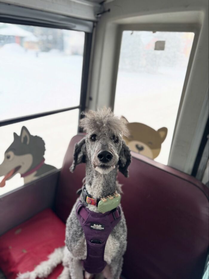 This Guy Turned an Old School Bus Into a Doggy Party on Wheels (50 Pics That’ll Make You Smile)
