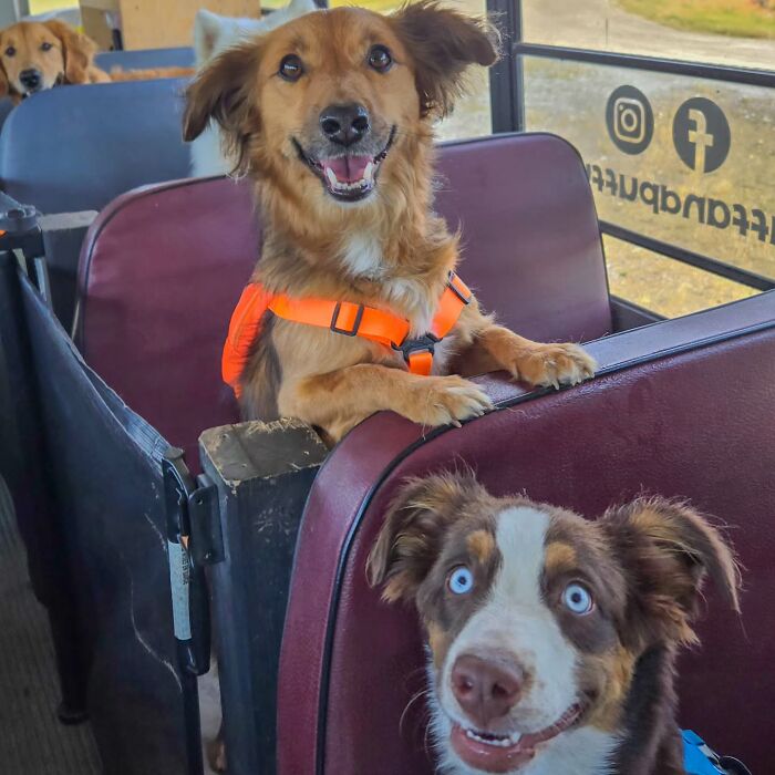 This Guy Turned an Old School Bus Into a Doggy Party on Wheels (50 Pics That’ll Make You Smile)