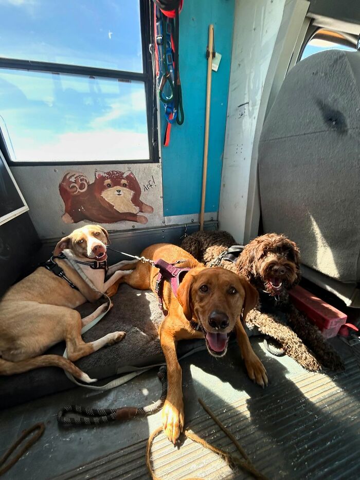 This Guy Turned an Old School Bus Into a Doggy Party on Wheels (50 Pics That’ll Make You Smile)