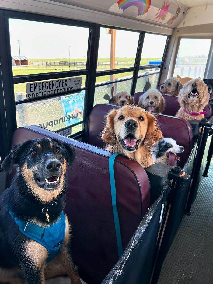 This Guy Turned an Old School Bus Into a Doggy Party on Wheels (50 Pics That’ll Make You Smile)