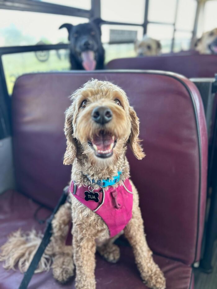 This Guy Turned an Old School Bus Into a Doggy Party on Wheels (50 Pics That’ll Make You Smile)