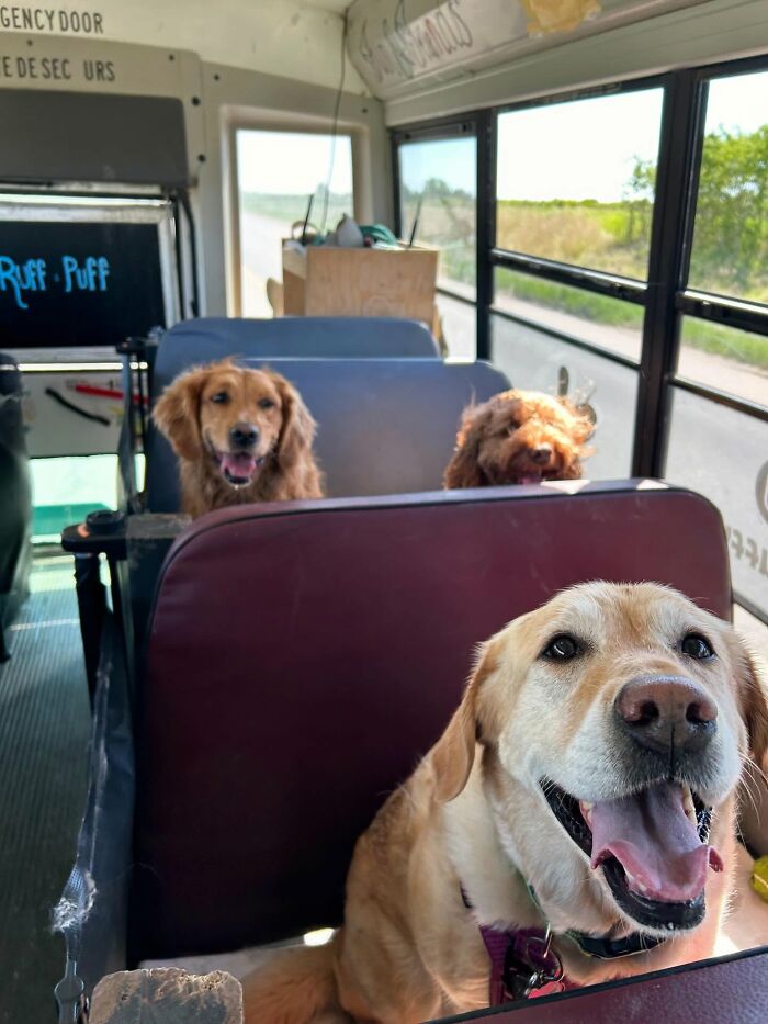 This Guy Turned an Old School Bus Into a Doggy Party on Wheels (50 Pics That’ll Make You Smile)
