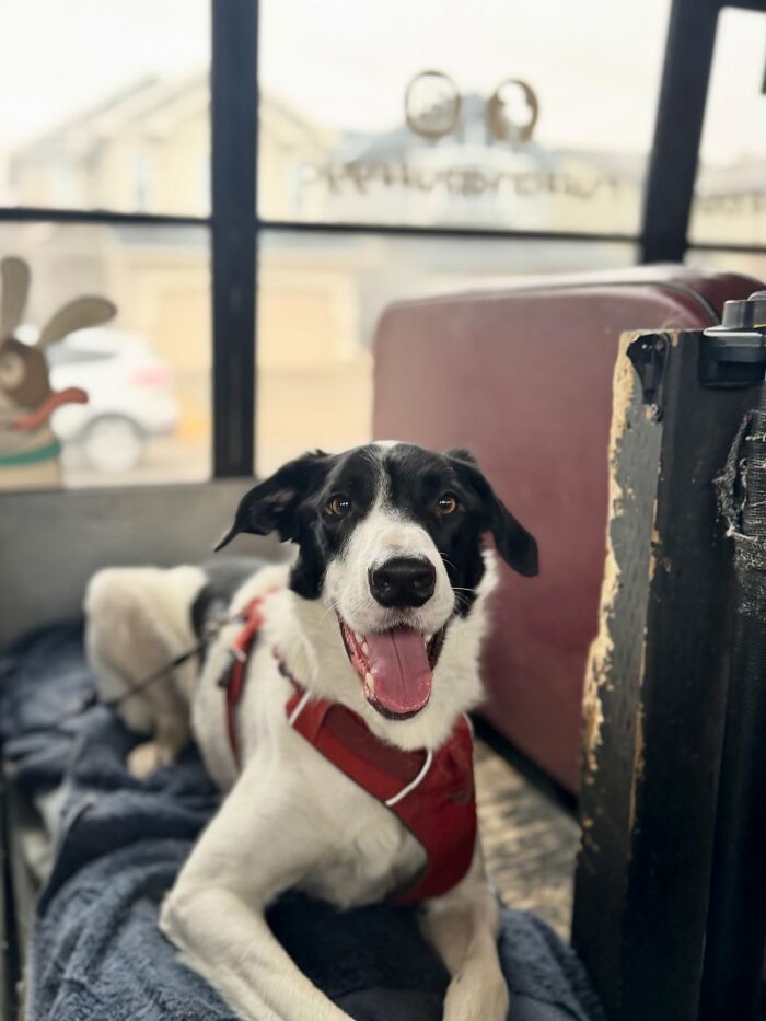 This Guy Turned an Old School Bus Into a Doggy Party on Wheels (50 Pics That’ll Make You Smile)