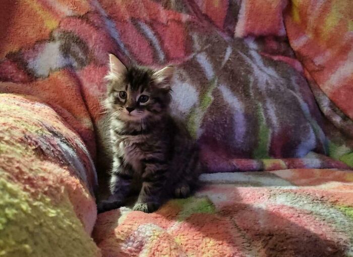 My Dumpster Find Of The Century: Meet Noodle, The Saucy Sidekick