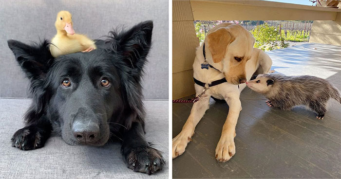 Wait Till You See These Wild Animal BFFs That Shouldn’t Even Be Friends!