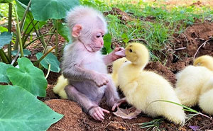 Wait Till You See These Wild Animal BFFs That Shouldn’t Even Be Friends!