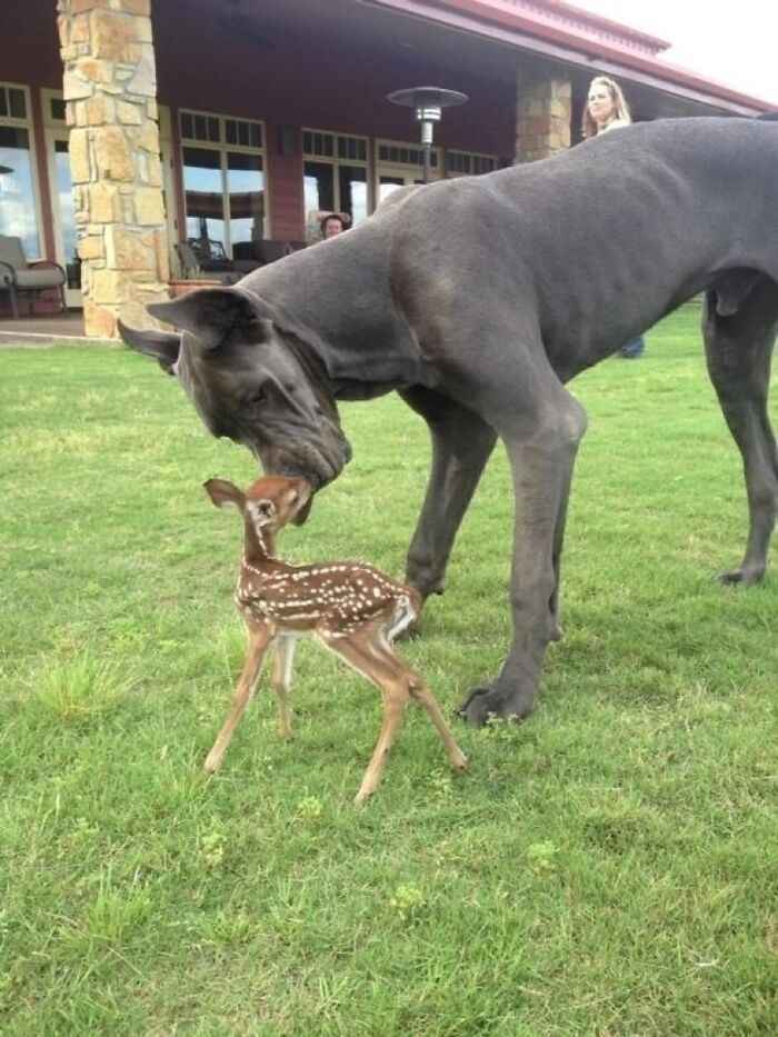Wait Till You See These Wild Animal BFFs That Shouldn’t Even Be Friends!