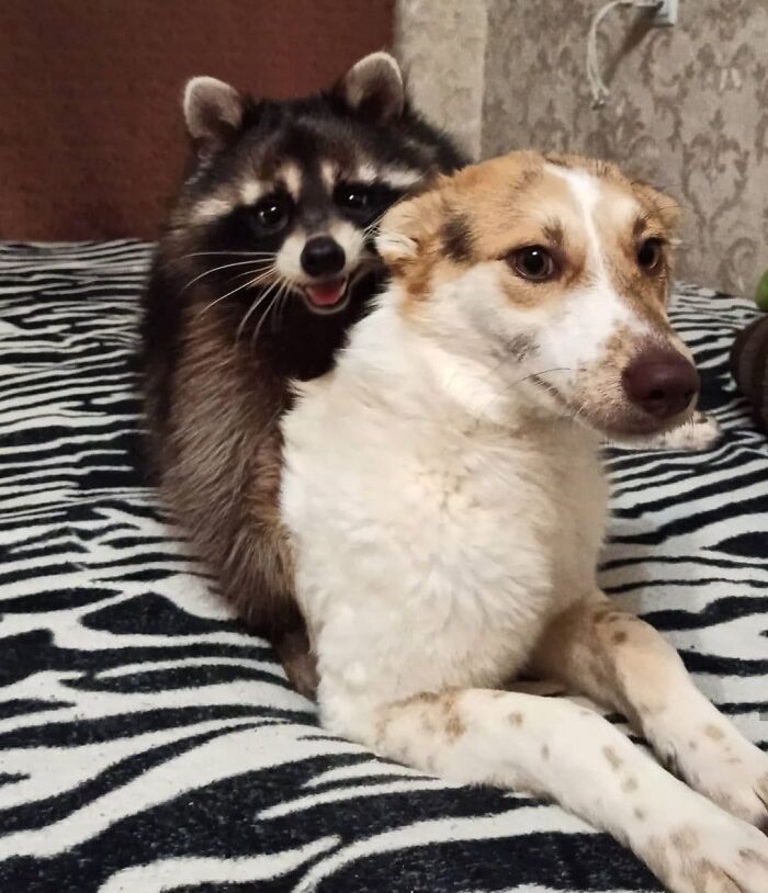 Wait Till You See These Wild Animal BFFs That Shouldn’t Even Be Friends!