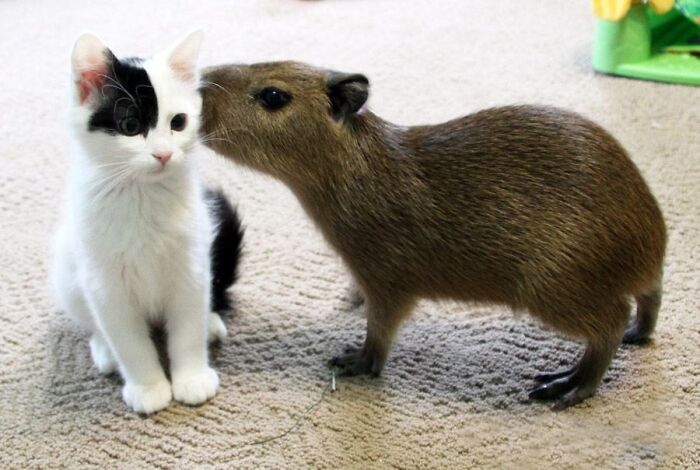 Wait Till You See These Wild Animal BFFs That Shouldn’t Even Be Friends!