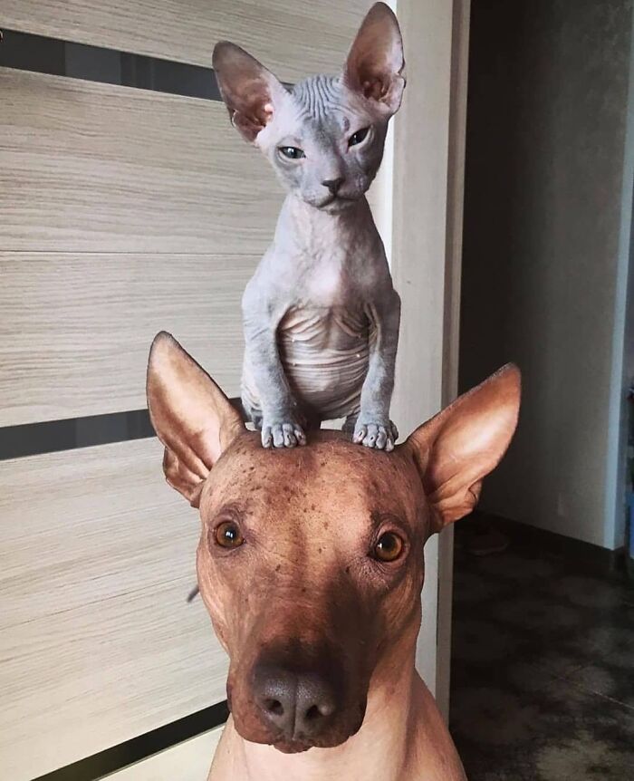 Wait Till You See These Wild Animal BFFs That Shouldn’t Even Be Friends!