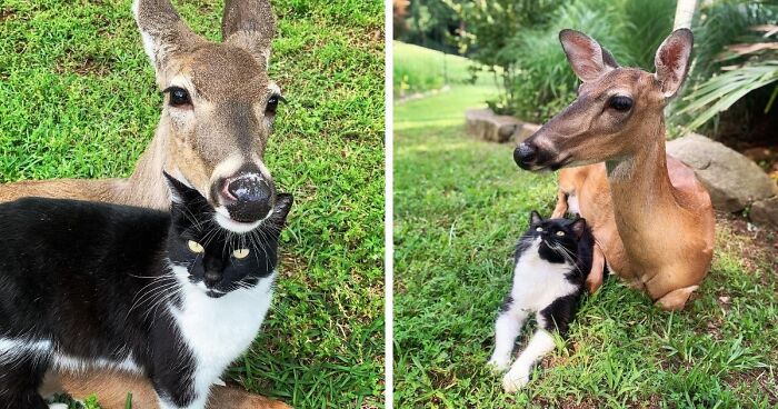 Wait Till You See These Wild Animal BFFs That Shouldn’t Even Be Friends!
