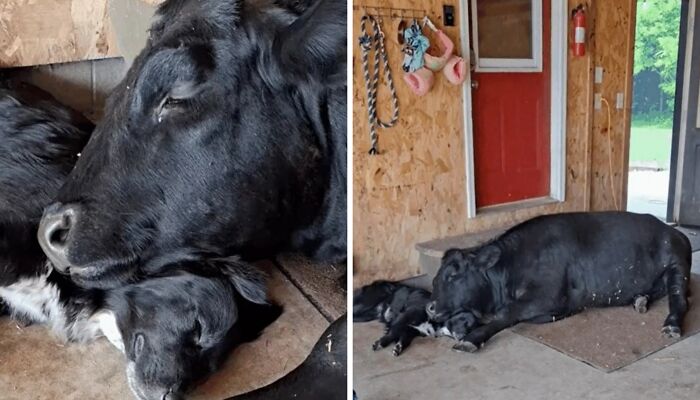 Wait Till You See These Wild Animal BFFs That Shouldn’t Even Be Friends!