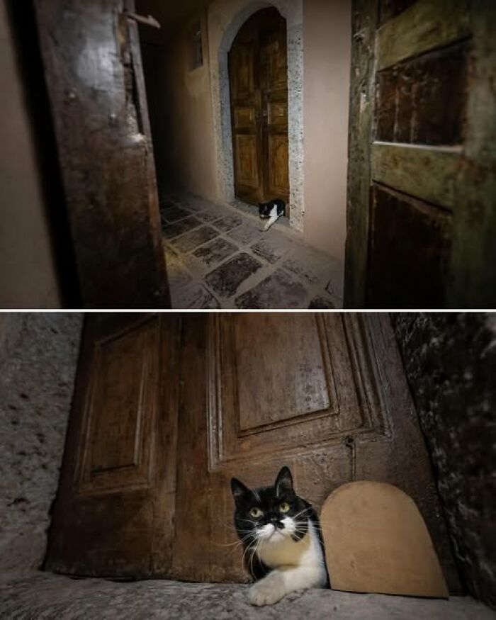 Cats Taking Over Topkapı Palace Thanks to an Old Cat Door