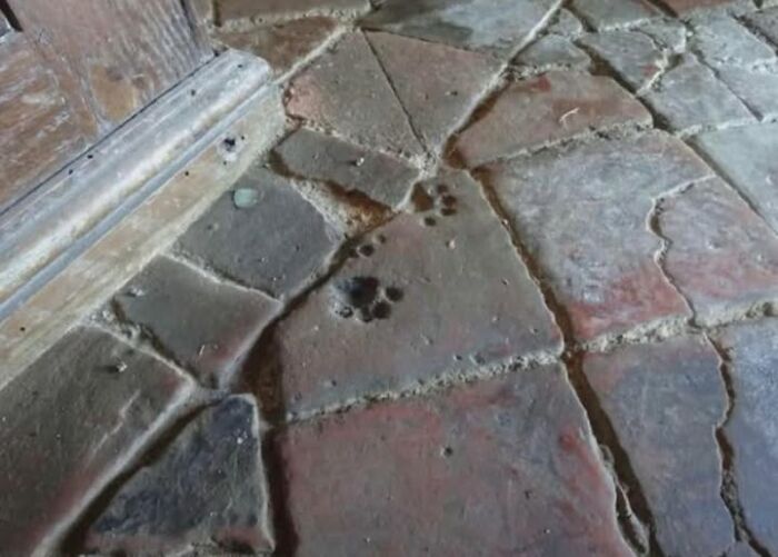 Cat Paw Prints Stuck Forever in 12th-Century Floor Tiles (Like a Tiny Time Capsule)