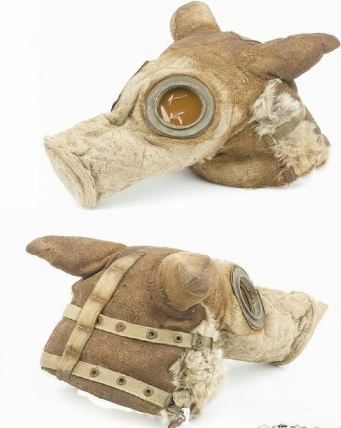 A Gas Mask Designed Especially For Messenger Dogs in WWI Because Even Fido Needed Protection
