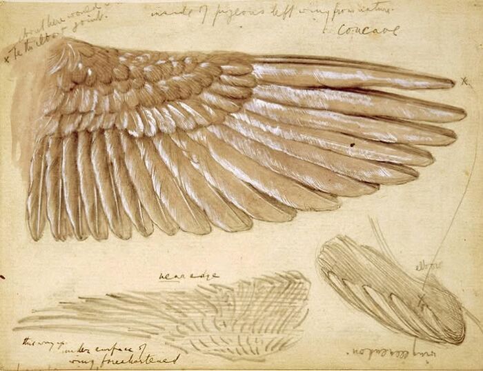 Leonardo Da Vinci’s Study of Bird Wings (Because Even Genius Had to Nerd Out)