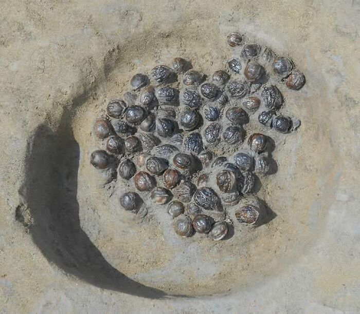 A Stash of Walnuts Hidden for Over 2,000 Years in Japan—Snack Time, Ancient Style