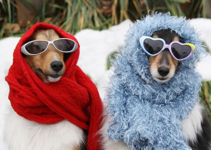 Dressing Up Pets: Cute or over the Top?