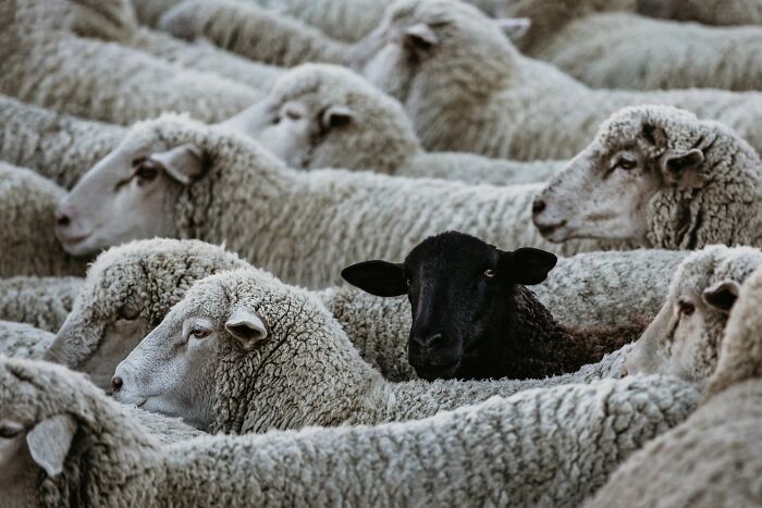 Wait, They Actually Snapped THAT Moment?!