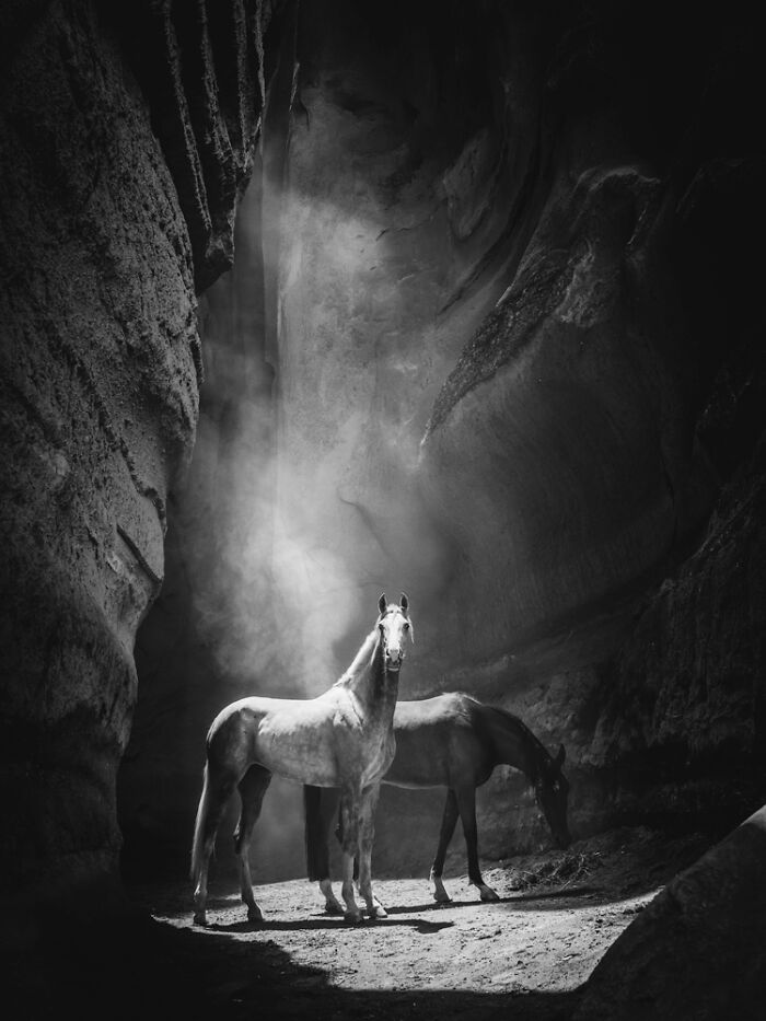 "The Guardian" — Arabian Horse Cave Magic