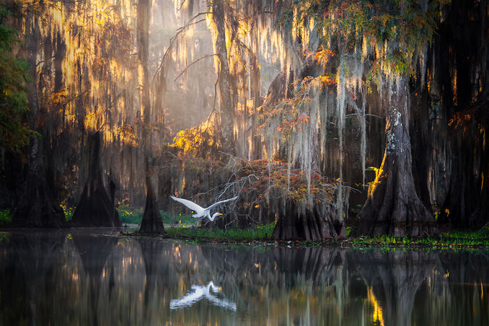 "A Place Called Home" — Peaceful Louisiana Swamp