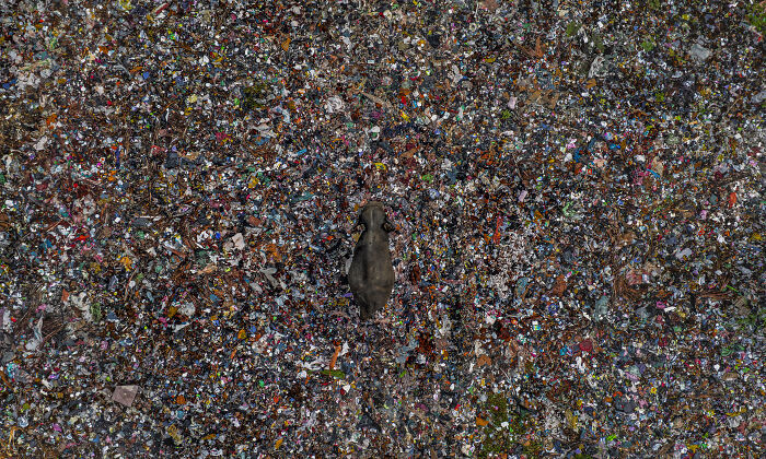 "Echoes Of Waste" — Elephant vs. Landfill