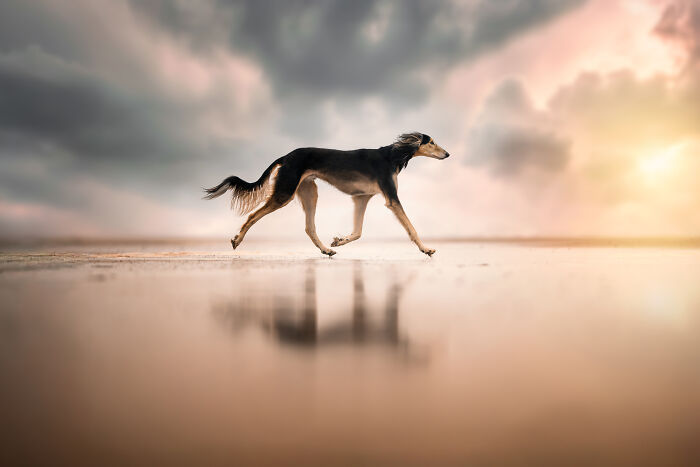"Walk On Water" — Dog’s Magic Beach Stroll