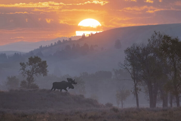 "River Bound For Breakfast" — Morning Moose Move
