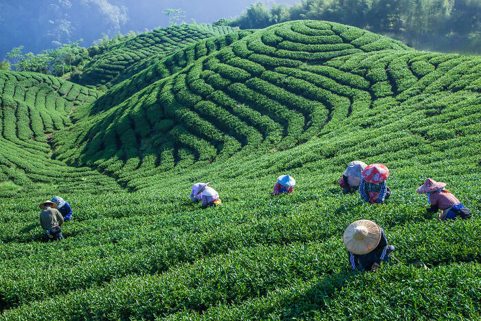 "Early Morning Tea Picking" — Taiwan’s Finest Oolong