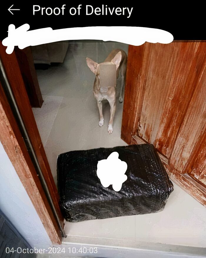 Delivery Pic Featuring Mystery Dog with Blurred Face