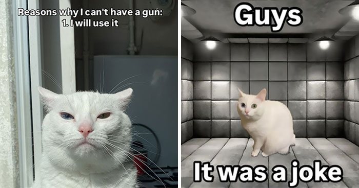 Get Ready to Smile: 45 Hilarious Memes From ‘A Cat Named Snowflake’
