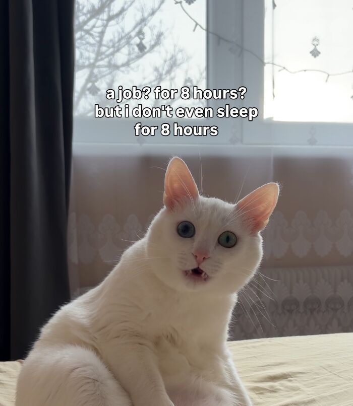 Get Ready to Smile: 45 Hilarious Memes From 'A Cat Named Snowflake'
