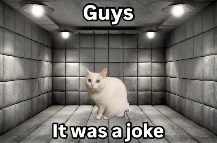 Get Ready to Smile: 45 Hilarious Memes From 'A Cat Named Snowflake'