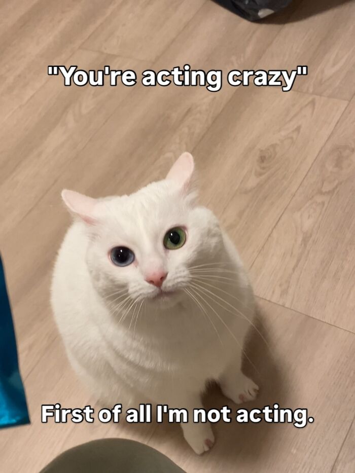Get Ready to Smile: 45 Hilarious Memes From 'A Cat Named Snowflake'