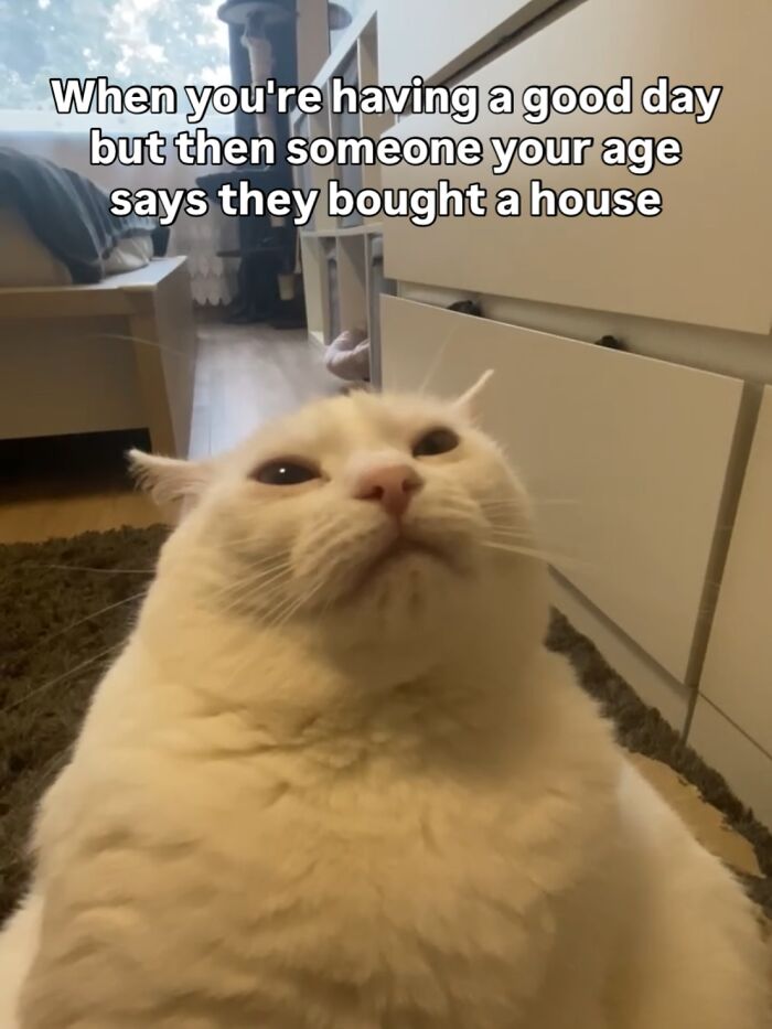 Get Ready to Smile: 45 Hilarious Memes From 'A Cat Named Snowflake'