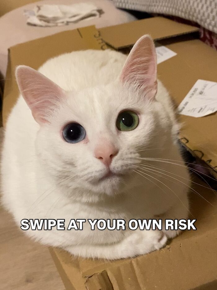 Get Ready to Smile: 45 Hilarious Memes From 'A Cat Named Snowflake'