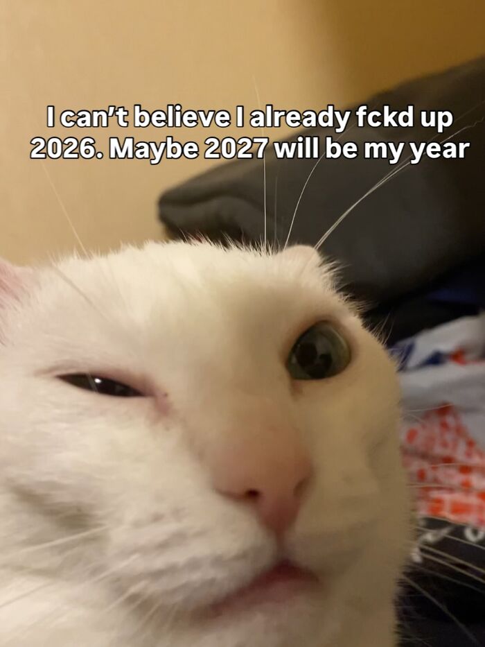 Get Ready to Smile: 45 Hilarious Memes From 'A Cat Named Snowflake'