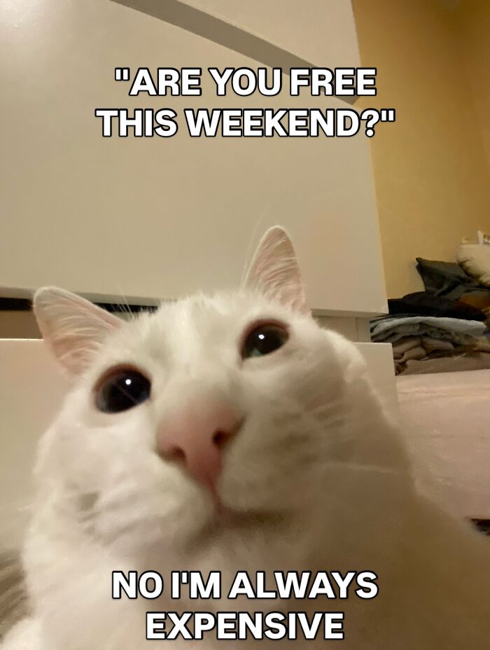 Get Ready to Smile: 45 Hilarious Memes From 'A Cat Named Snowflake'