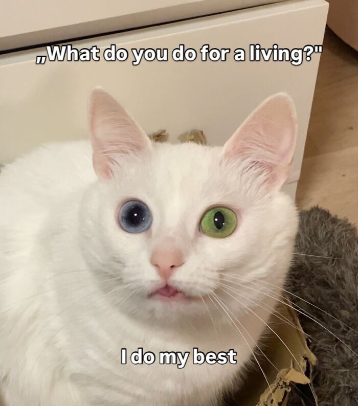 Get Ready to Smile: 45 Hilarious Memes From 'A Cat Named Snowflake'