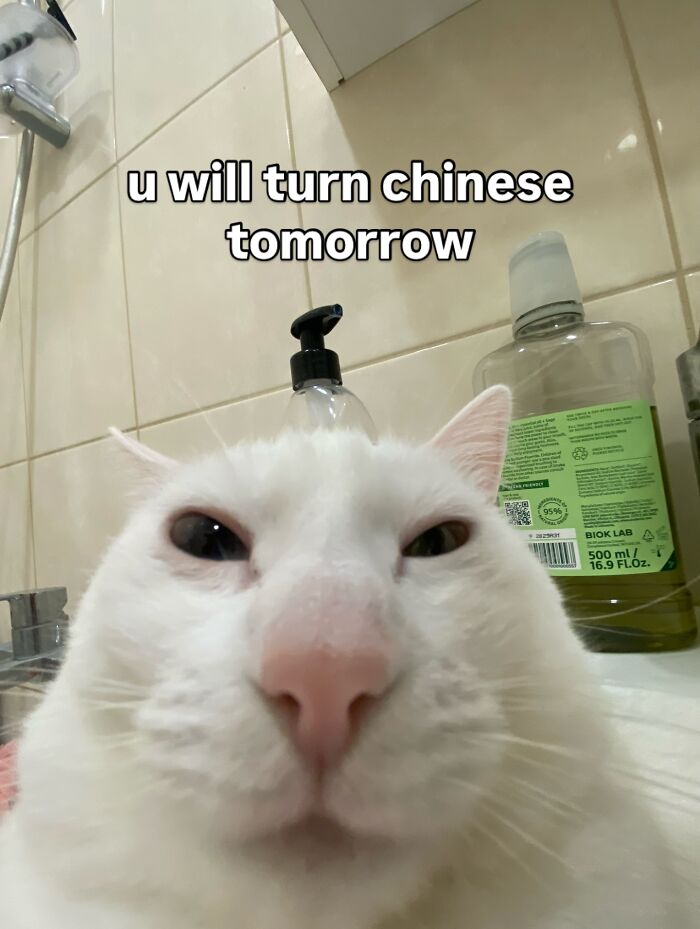 Get Ready to Smile: 45 Hilarious Memes From 'A Cat Named Snowflake'