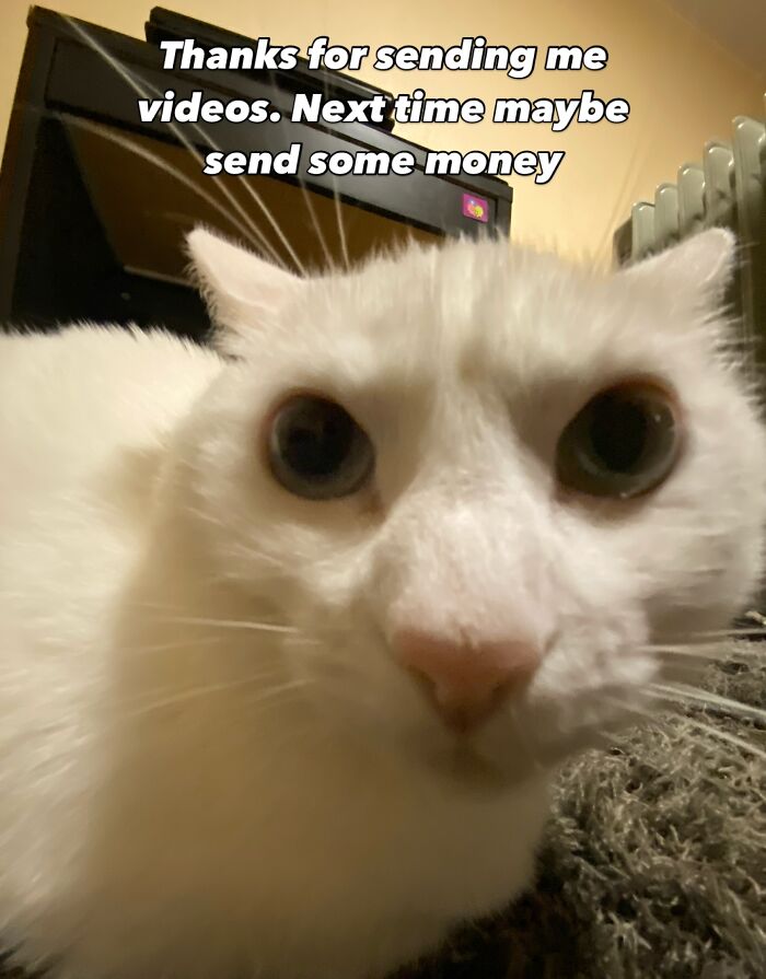 Get Ready to Smile: 45 Hilarious Memes From 'A Cat Named Snowflake'