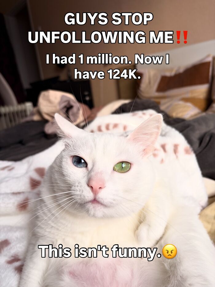 Get Ready to Smile: 45 Hilarious Memes From 'A Cat Named Snowflake'