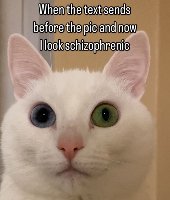 Get Ready to Smile: 45 Hilarious Memes From 'A Cat Named Snowflake'