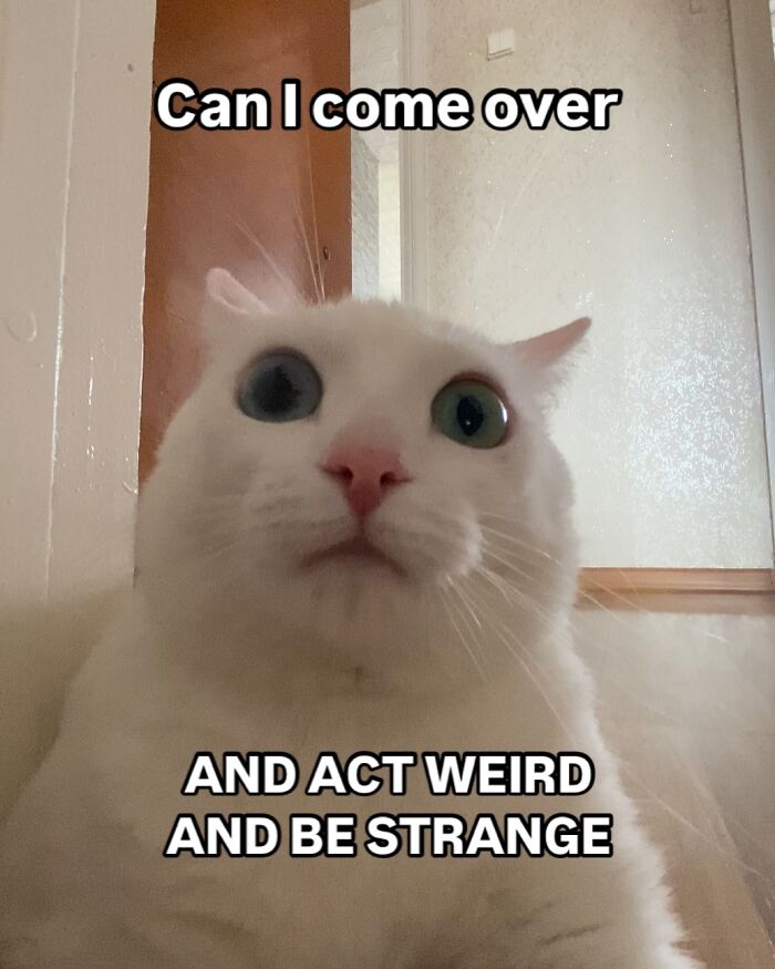 Get Ready to Smile: 45 Hilarious Memes From 'A Cat Named Snowflake'