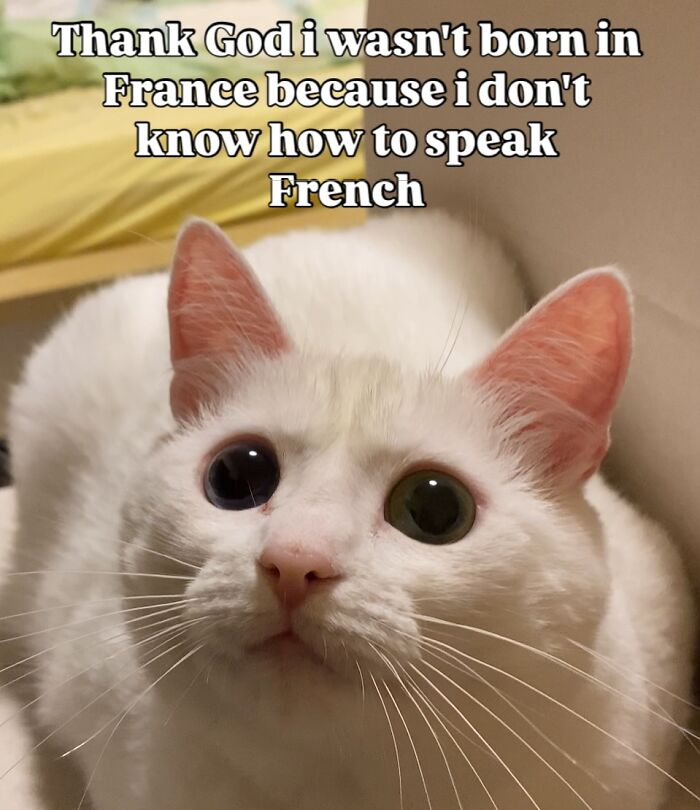 Get Ready to Smile: 45 Hilarious Memes From 'A Cat Named Snowflake'