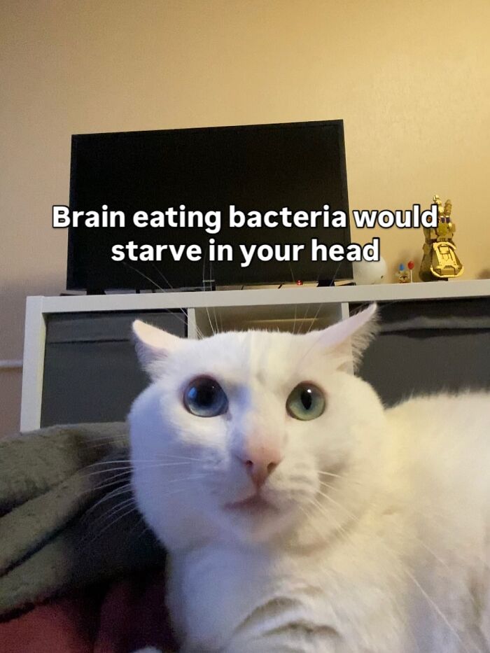 Get Ready to Smile: 45 Hilarious Memes From 'A Cat Named Snowflake'