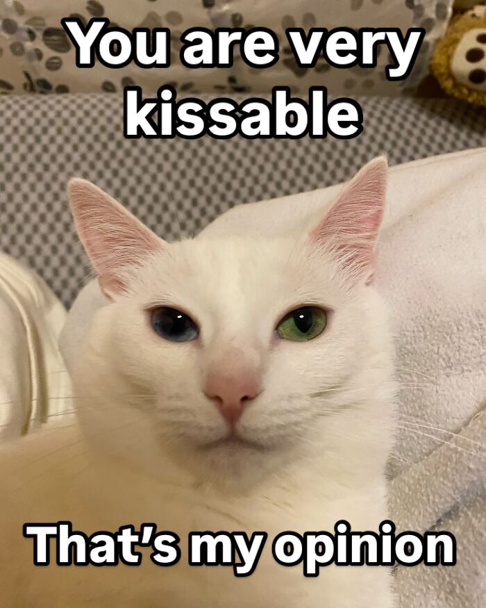 Get Ready to Smile: 45 Hilarious Memes From 'A Cat Named Snowflake'
