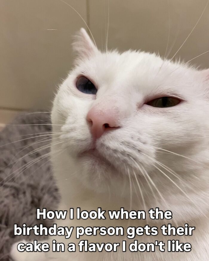 Get Ready to Smile: 45 Hilarious Memes From 'A Cat Named Snowflake'