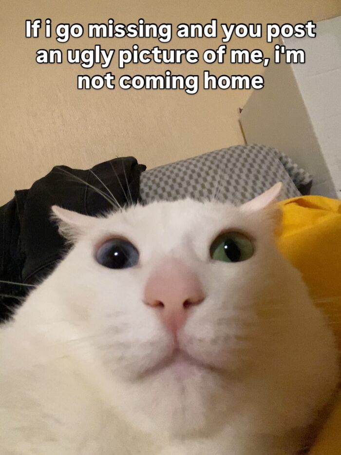 Get Ready to Smile: 45 Hilarious Memes From 'A Cat Named Snowflake'