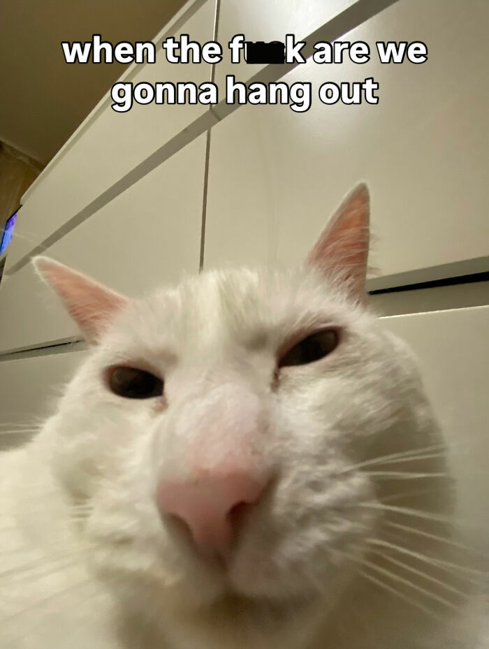 Get Ready to Smile: 45 Hilarious Memes From 'A Cat Named Snowflake'